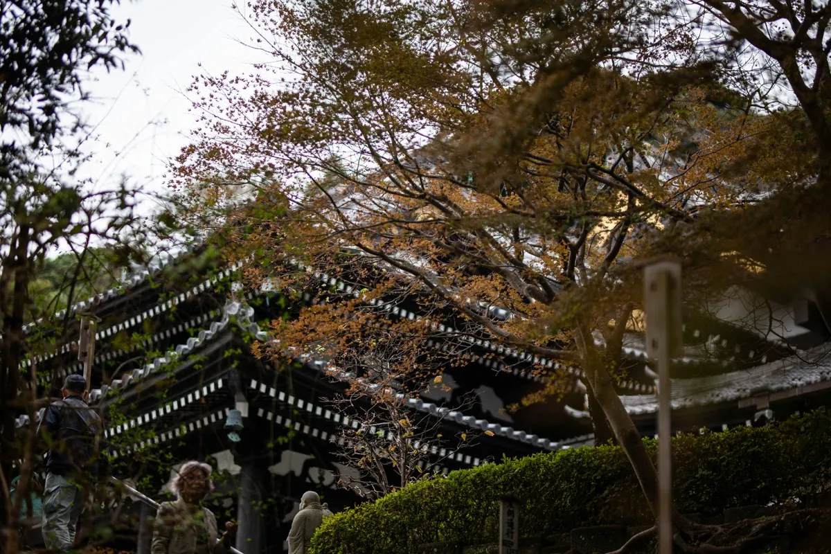 Roof of a traditional temple among maples in Kamakura