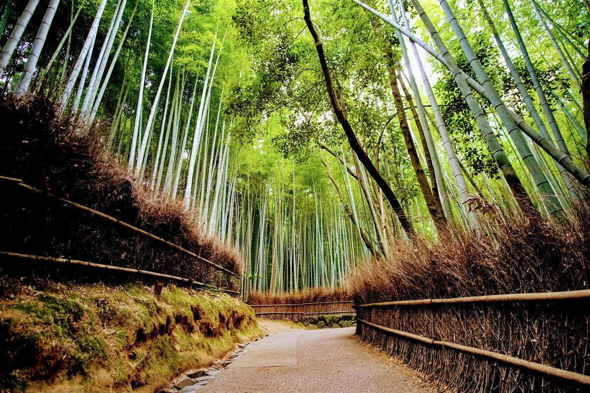Arashiyama bamboo grove with visitors at sunrise