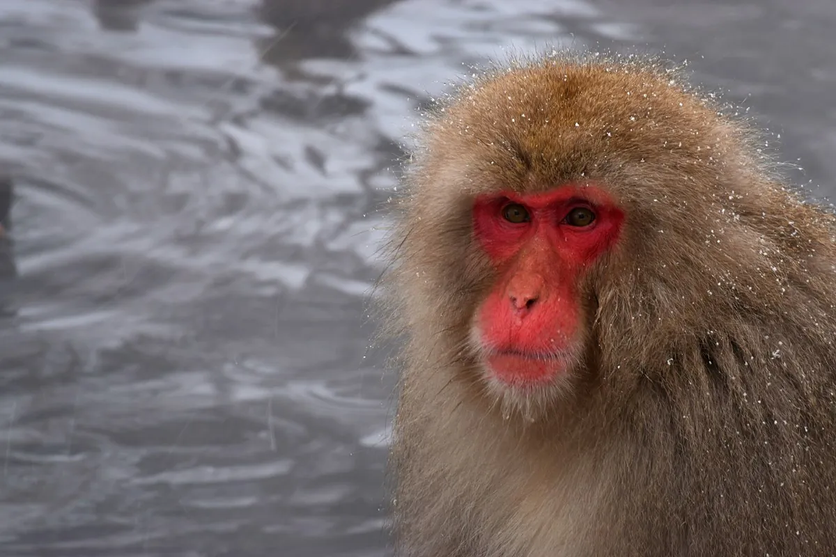 Close-up of a Japanese macaque with snow next to the Jigokudani hot-spring pool