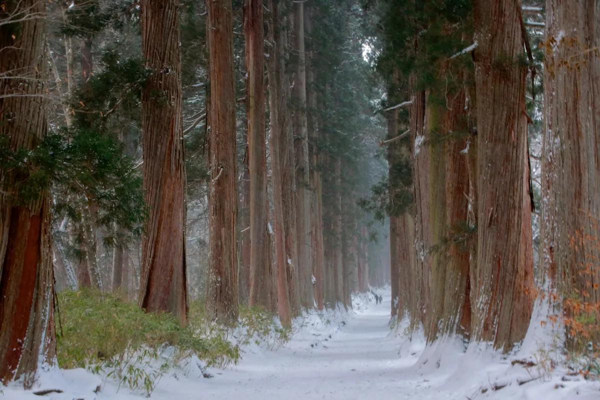 Path among giant cedars towards the inner shrine of Togakushi near Nagano