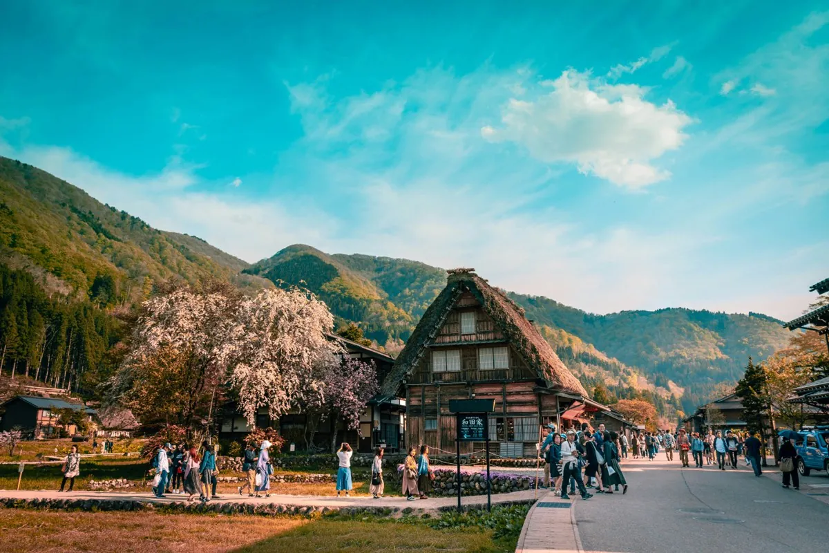 Gassho-zukuri thatched house in Shirakawa-go with mountains and a blossoming cherry tree